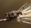 Palo Verde Seed Beetle - Photo (c) Andrew Meeds, some rights reserved (CC BY), uploaded by Andrew Meeds