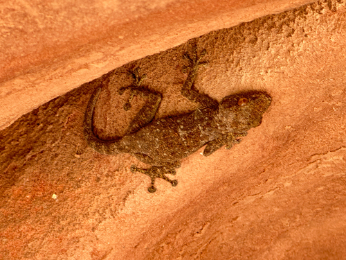 Sinai Fan-fingered Gecko