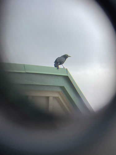 Great-tailed Grackle