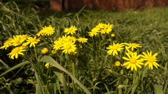 Senecio vernalis