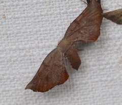 Parepisparis multicolora