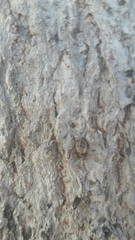 Olla v-nigrum