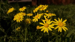 Senecio vernalis