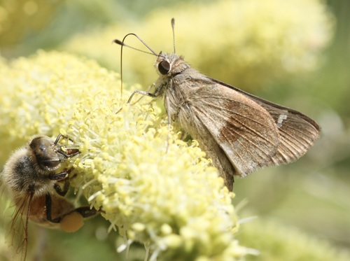 Violet-clouded Skipper photo 5