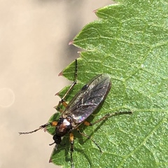 Bibioninae