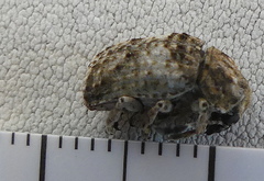 Phloeobius