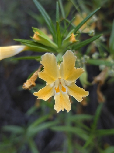 Southern bush monkeyflower (Diplacus longiflorus)