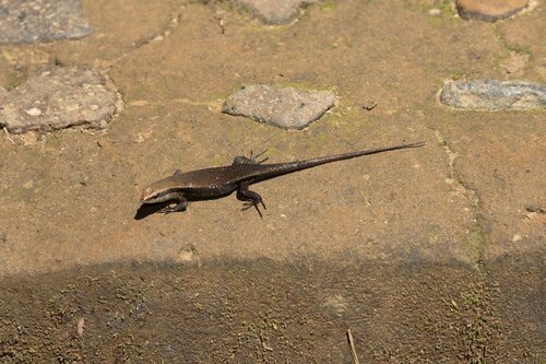 Eutropis rudis