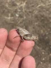 Pardalophora apiculata