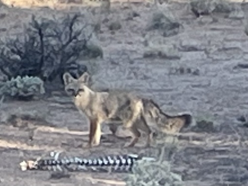 Kit Fox