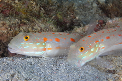 Valenciennea puellaris