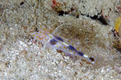 Fusigobius inframaculatus