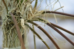 Trichocentrum ascendens