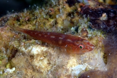 Many-Host Goby photo 5