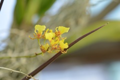 Trichocentrum ascendens