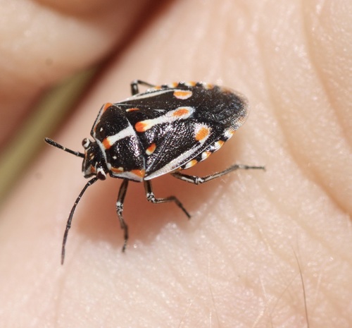 Bagrada Bug photo 6