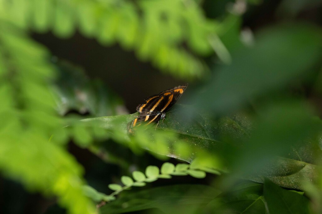 Pantoporia antara (Pantoporia antara)