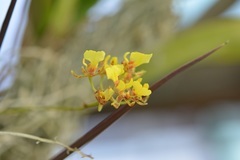 Trichocentrum ascendens
