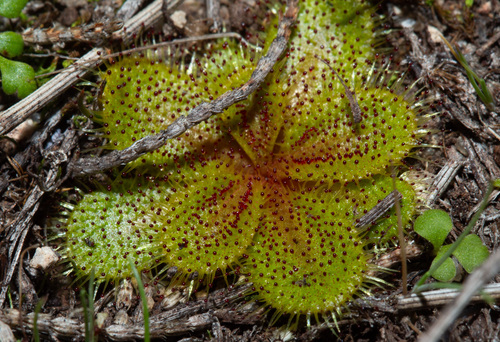Drosera bulbosa