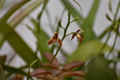 Prosthechea livida