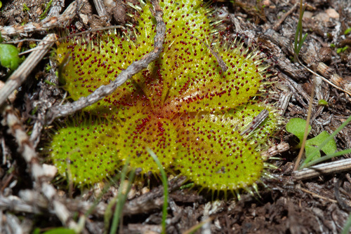 Drosera bulbosa