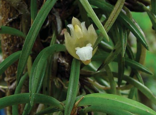 Maxillaria uncata