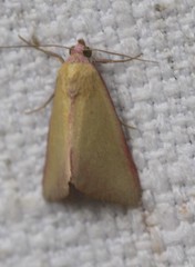 Phytometra formosalis