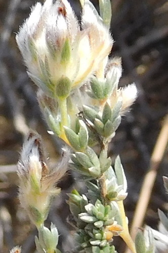 Kapok Capegorse (Aspalathus eriocephaloides)