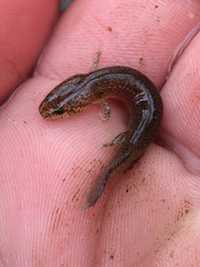 Pseudotriton ruber ruber