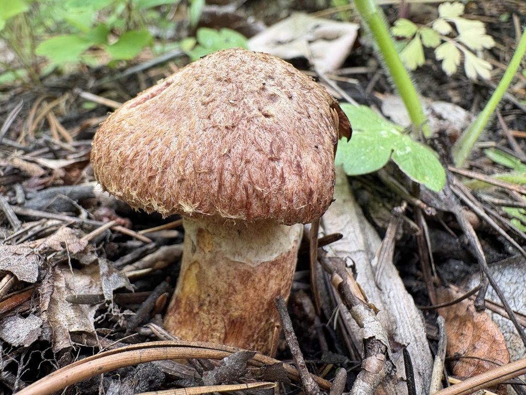 Western Painted Suillus