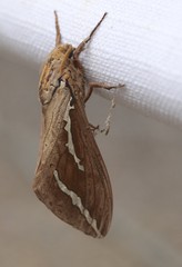 Abantiades argyrosticha