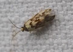 Lactura cristata