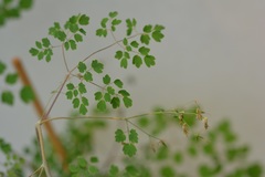 Thalictrum guatemalense
