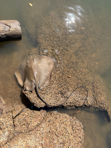 Jenkins' Whipray
