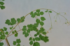 Thalictrum guatemalense