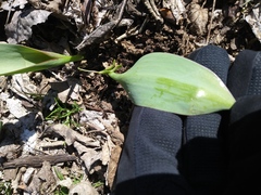 Convallaria