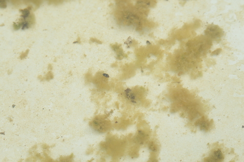 Laccophilus pictus insignis
