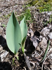 Convallaria