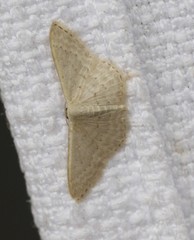 Idaea eretmopus