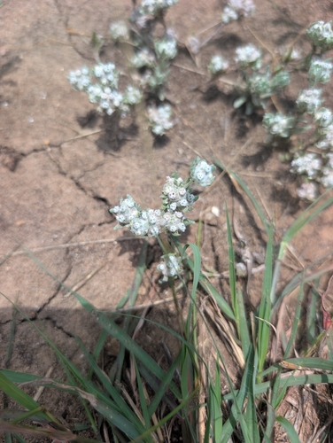 Diaperia verna, photograph 1