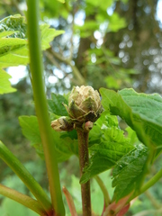 Aceria vermicularis