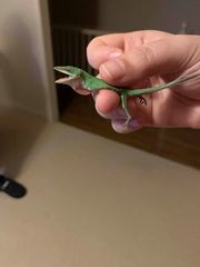 Anolis carolinensis