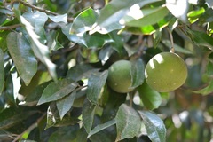 Olmediella betschleriana