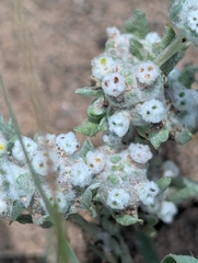 Diaperia verna, photograph author not stated, no rights reserved