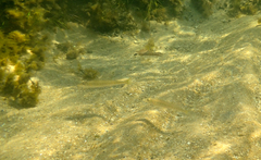 Sillaginodes punctatus