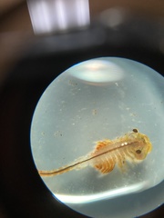 Eubranchipus vernalis