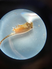 Eubranchipus vernalis