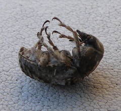 Phloeobius