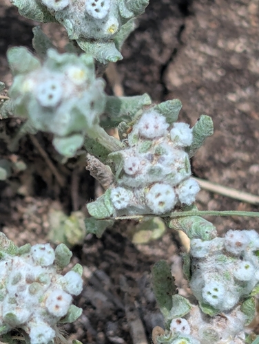 Diaperia verna, photograph 3
