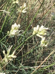 Astragalus conjunctus rickardii